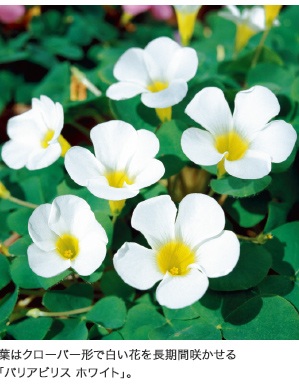 葉はクローバー形で白い花を長期間咲かせる「バリアビリス ホワイト」。