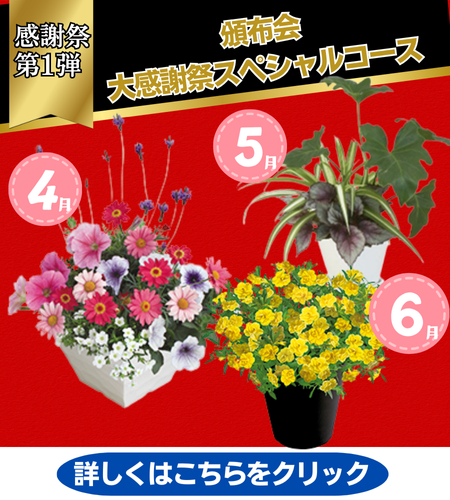 特別頒布会