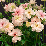 ラナンキュラス