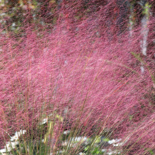 ミューレンベルギア　