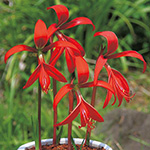 スプレケリア（ツバメズイセン）