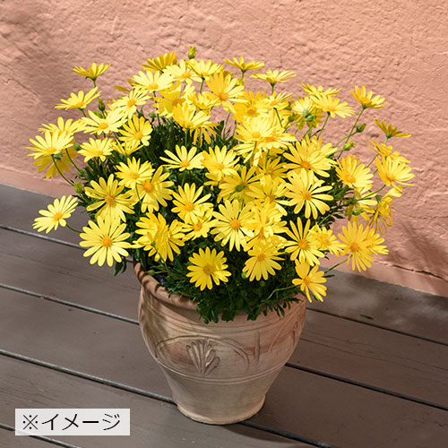 オステオスペルマム