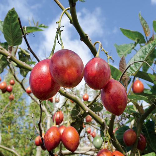 その他の果樹苗