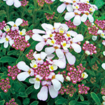 シュッコンイベリス