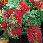 カリステモン ブラシノキ