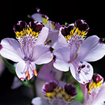 アルストロメリア