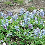 エゾエンゴサク