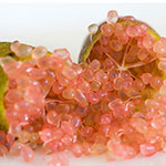 フィンガーライム