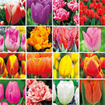 アイスチューリップ