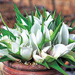 アンドロシンビウム