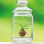 ボトルオーキッド