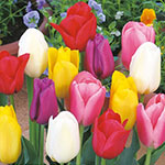チューリップ