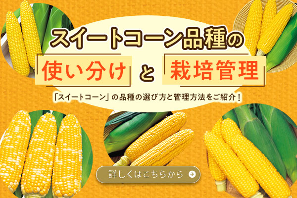 スイートコーン 品種比較 | 一番甘いトウモロコシの品種 – TYZD