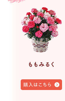 ももみるく購入はこちら