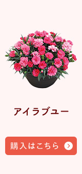アイラブユー購入はこちら