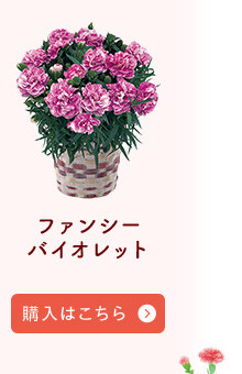 ファンシーバイオレット購入はこちら