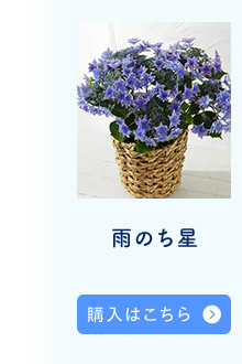 雨のち星購入はこちら