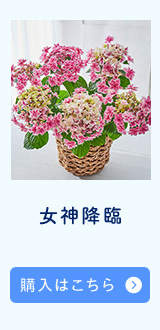 女神降臨購入はこちら
