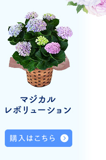 マジカルレボリューション購入はこちら
