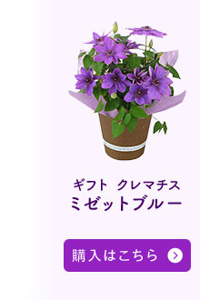 ミゼットブルー購入はこちら