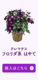 はやて購入はこちら