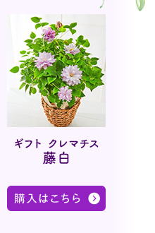 藤白購入はこちら