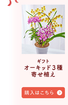 オーキッド３種寄せ植え購入はこちら