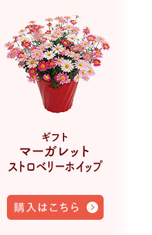 ストロベリーホイップ購入はこちら
