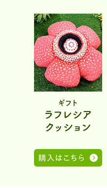 ラフレシアクッション購入はこちら