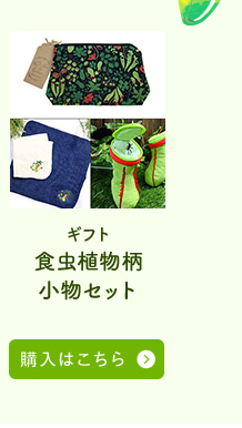 食虫植物柄小物セット購入はこちら