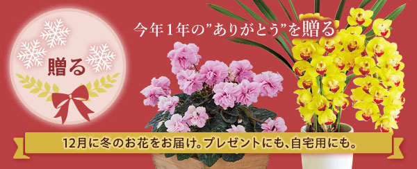 贈る　12月に冬のお花をお届け。プレゼントにも、自宅用にも。