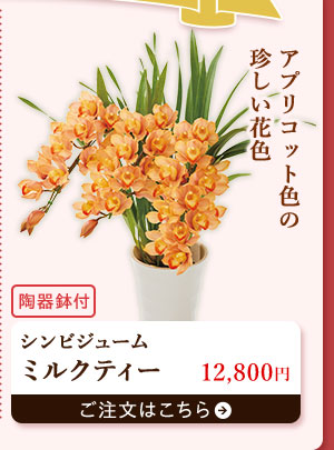 ミルクティー