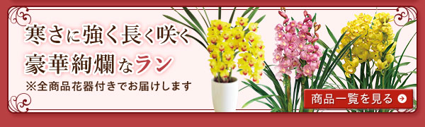 寒さに強く長く咲く豪華絢爛なランはこちら