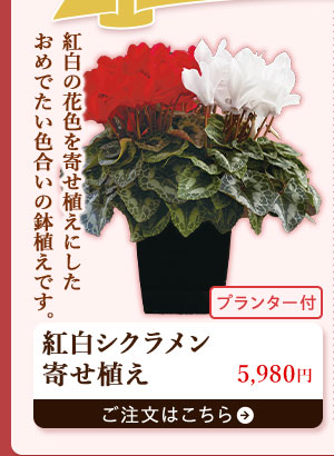 紅白シクラメン