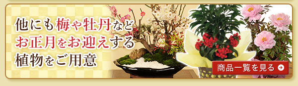 他にも梅や牡丹などお正月をお迎えする植物をご用意