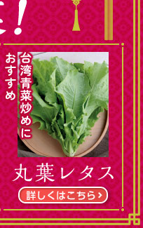 台湾青菜炒めにおすすめ　丸葉レタス
