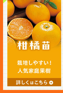 柑橘苗