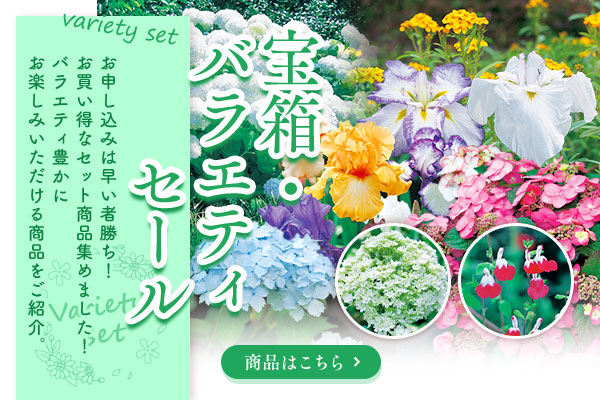 花と緑の特別号　宝箱・バラエティセール