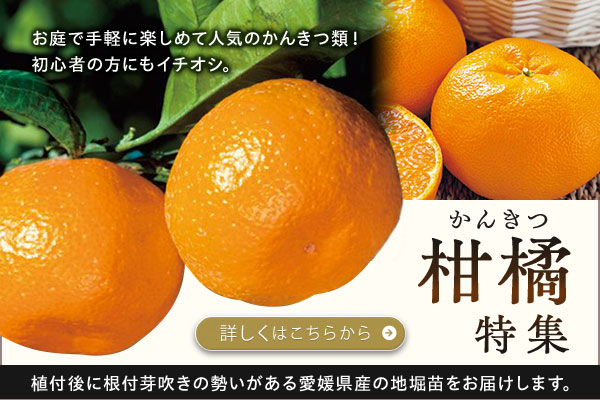 柑橘特集