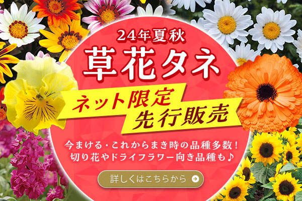 24年夏秋　ネット先行・限定販売　草花タネ