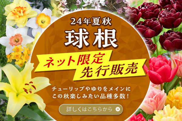 24年夏秋　ネット先行・限定販売　球根