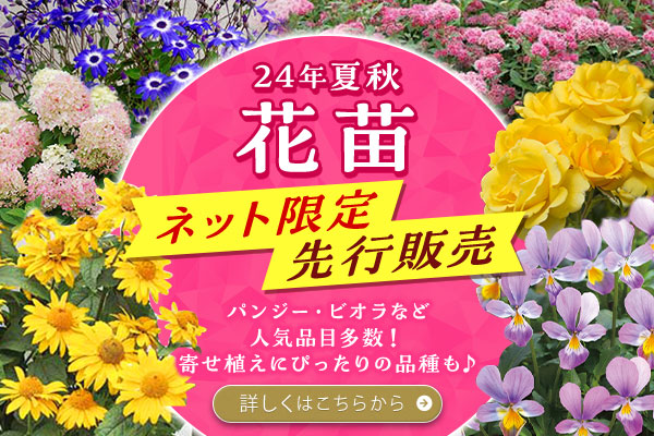 24年夏秋　ネット先行・限定販売　花苗