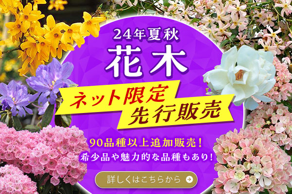 24年夏秋　ネット先行・限定販売　花木