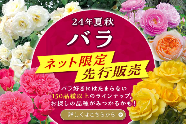 24年夏秋　ネット先行・限定販売　バラ