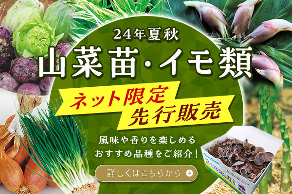 24年夏秋　ネット先行・限定販売　山菜苗・イモ類