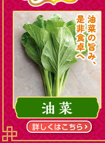 油菜