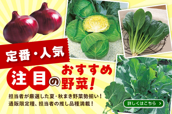 定番・人気　注目のおすすめ野菜！