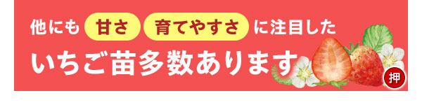 他にも『甘さ』『育てやすさ』に注目したいちご苗多数あります