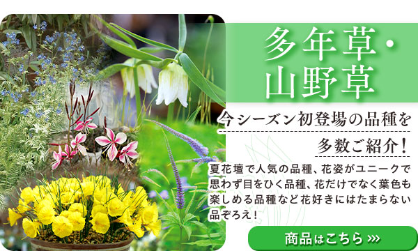 花と緑の特別号　多年草・山野草