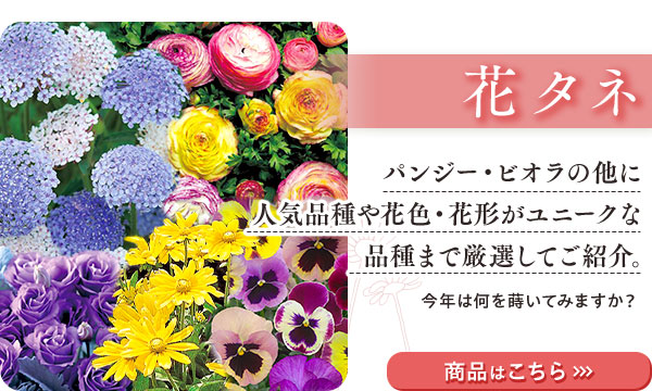 花と緑の特別号　花タネ